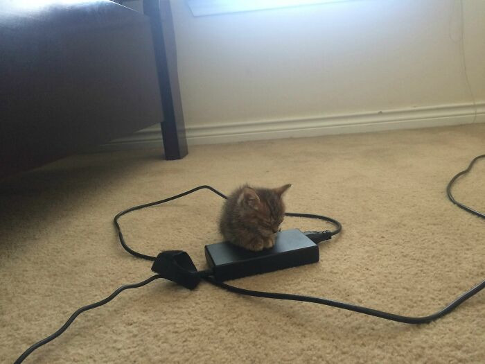 콩알만한 고양이들 | 인스티즈