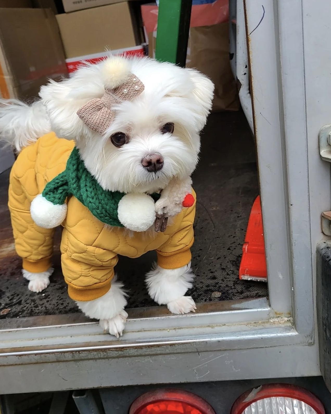 택배견 경태 인스타.jpg | 인스티즈