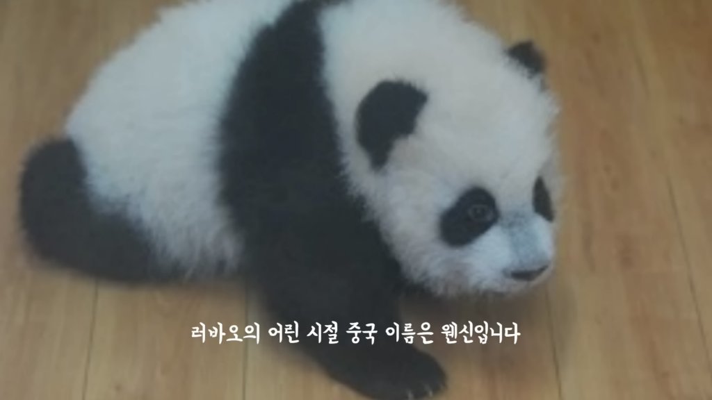 훤칠한 키, 짧은 다리, 귀여운 뱃살을 가진 우리 러부지 러바오.gif | 인스티즈