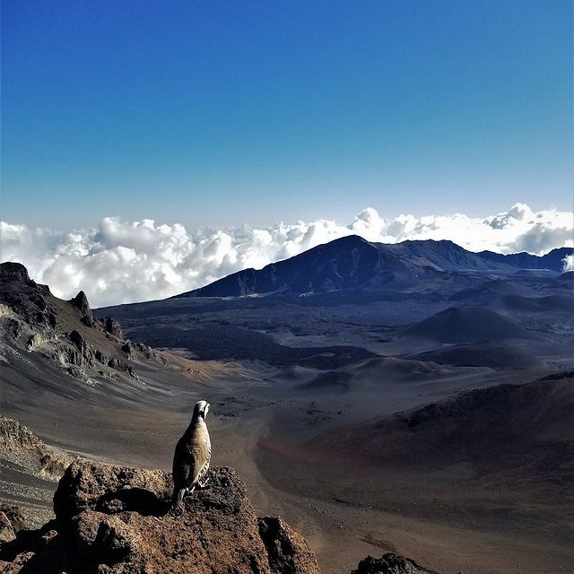 외계 행성을 배경으로 한 SF영화에 어김없이 등장하는 곳, 할레아칼라 국립공원.jpg | 인스티즈