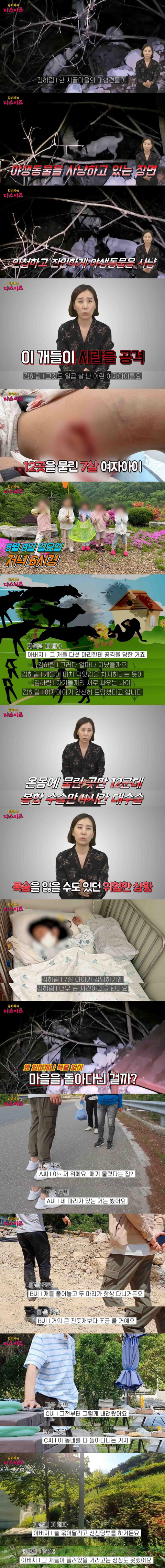 7살 여자아이를 사냥한 풍산개 5마리 | 인스티즈