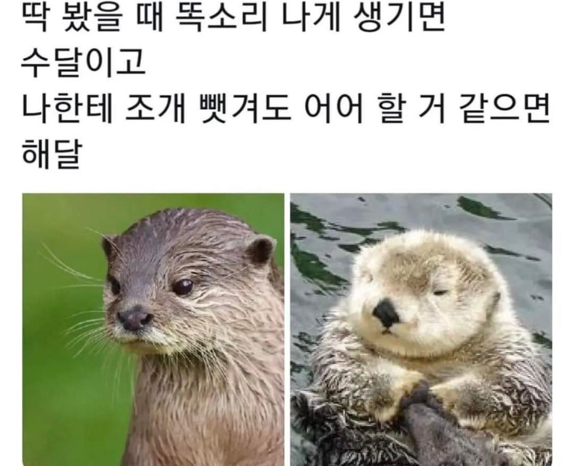 해달 이미지