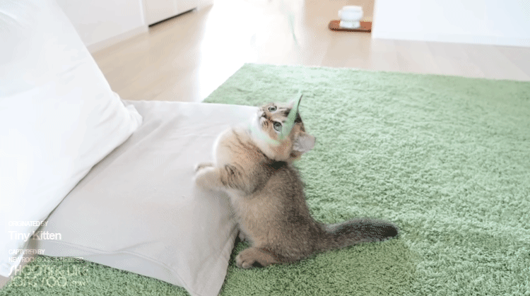 하찮은 그 잡채인 아기냥이.gif | 인스티즈