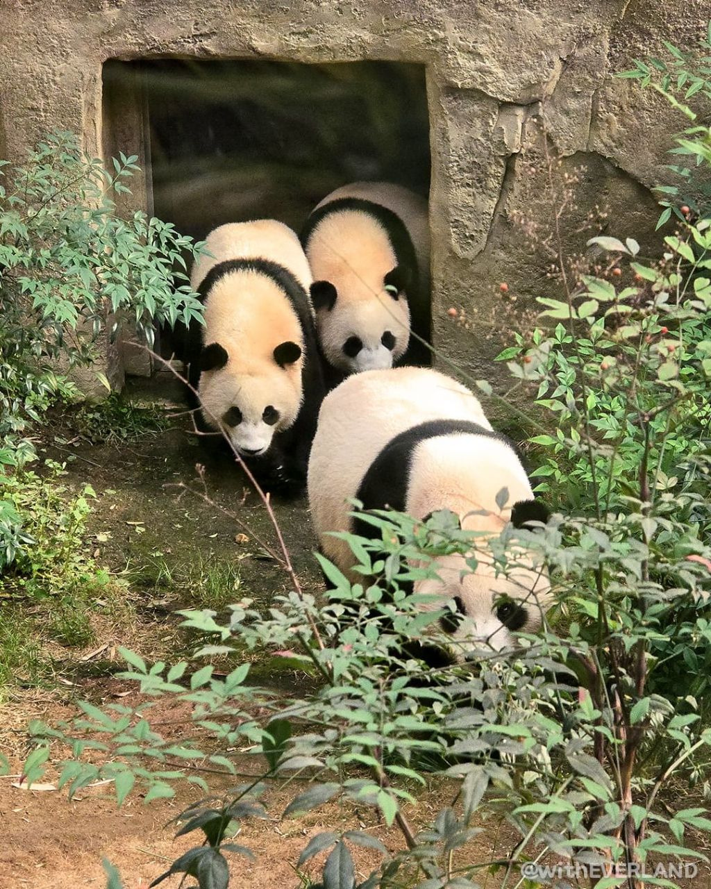 바오 이미지