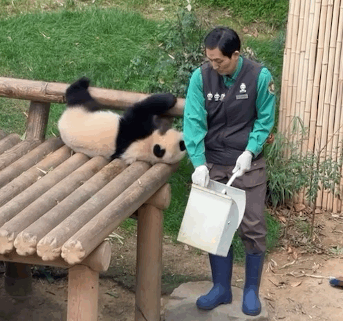 오늘자 대나무 우산🌂 선물받은 루이후이바오🐼.jpgif | 인스티즈