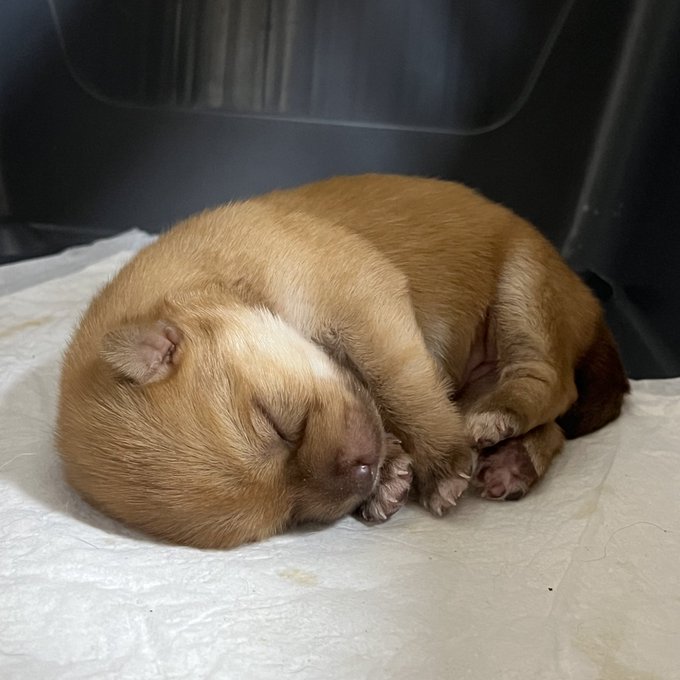강아지가 분유를 거부해서 병원 갔더니 | 인스티즈