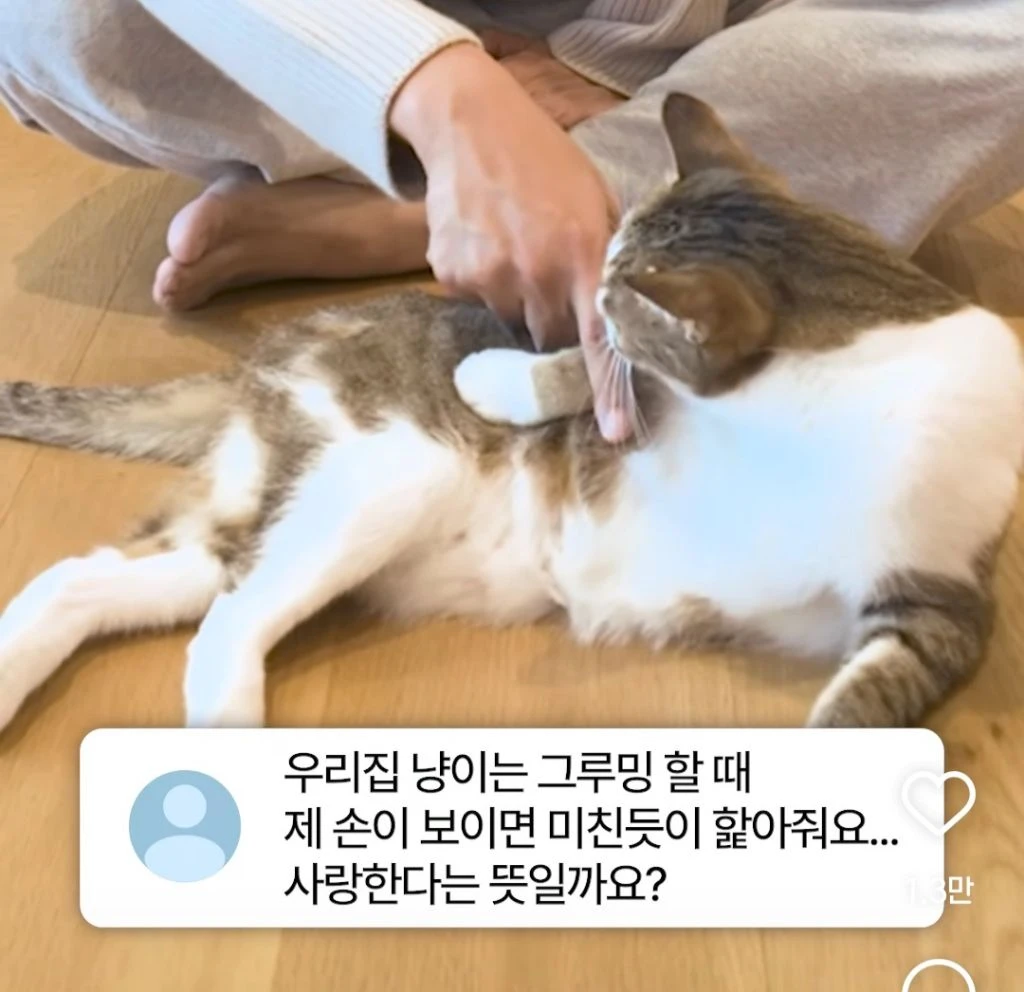 고양이가 그루밍할 때 제 손이 보이면 미친 듯이 핥아줘요. 사랑한다는 뜻일까요? | 인스티즈