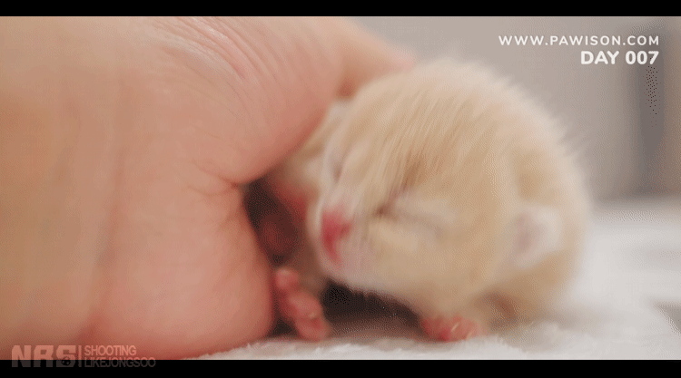 아기냥이 출생 후 2주간의 성장과정.gif | 인스티즈