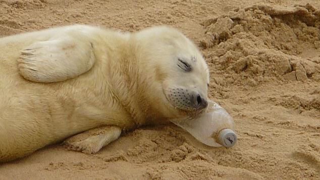 페트병 베고 '쿨쿨'…해변서 잠자는 아기물범 | 인스티즈
