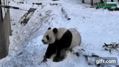 송바오의 아이폰을 본 삼성직원 러바오.gif | 인스티즈