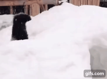 훤칠한 키, 짧은 다리, 귀여운 뱃살을 가진 우리 러부지 러바오.gif | 인스티즈