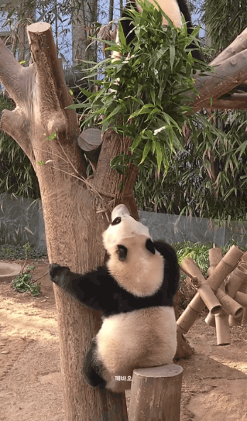 웅니 도시락 박력있게 뺏는 후이바오🐼 | 인스티즈