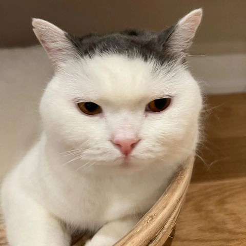 뭐랄까... 강호동....같은 헤어스타일을 가진 고양이.jpg | 인스티즈