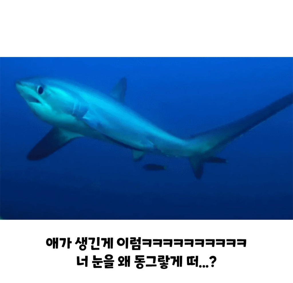 바다에서 사람을 보면 경멸하듯이 쳐다보고 간다는 상어 | 인스티즈