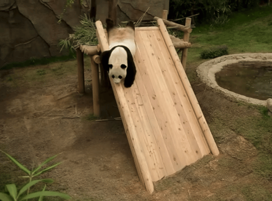 훤칠한 키, 짧은 다리, 귀여운 뱃살을 가진 우리 러부지 러바오.gif | 인스티즈