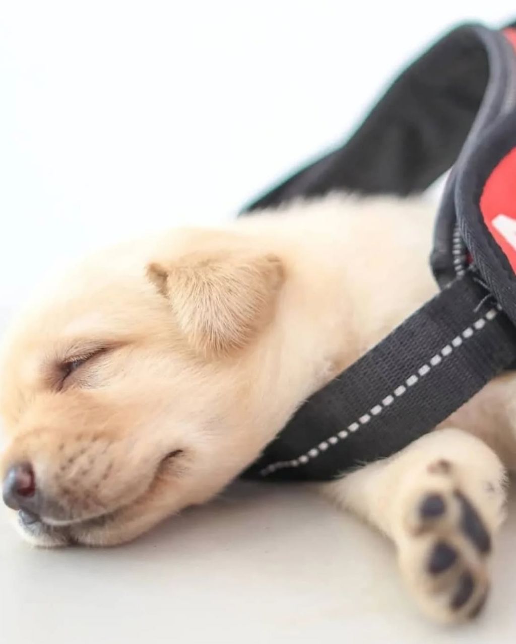 대만 경찰견 후보생으로 입대한 댕댕이 | 인스티즈