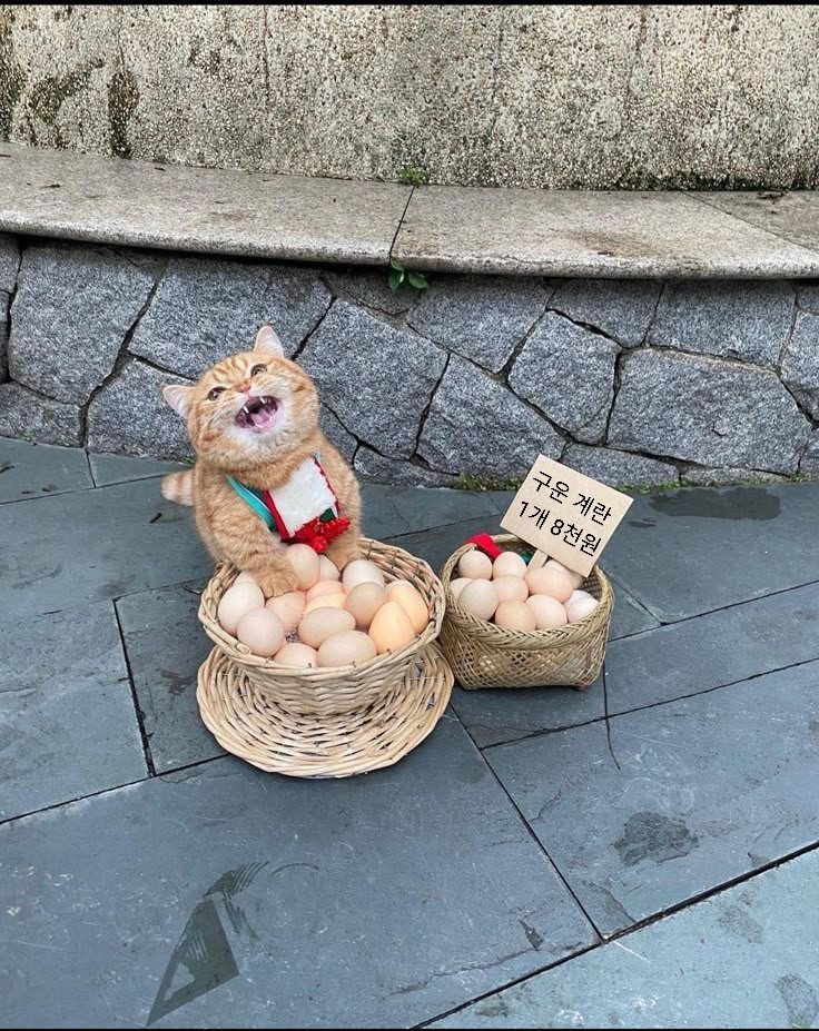 🐱어서오세요 구운 계란 싸게 파는데 보고 가세요! | 인스티즈