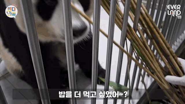 오늘 전지적 판다와쏭 먹깨비 아이바오ㅋㅋㅋㅋ.gif | 인스티즈