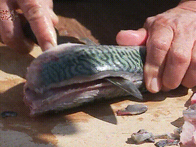 고등어 회.gif | 인스티즈