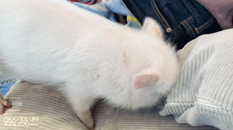 일본 도쿄의 미니어처 피그 카페.gif | 인스티즈