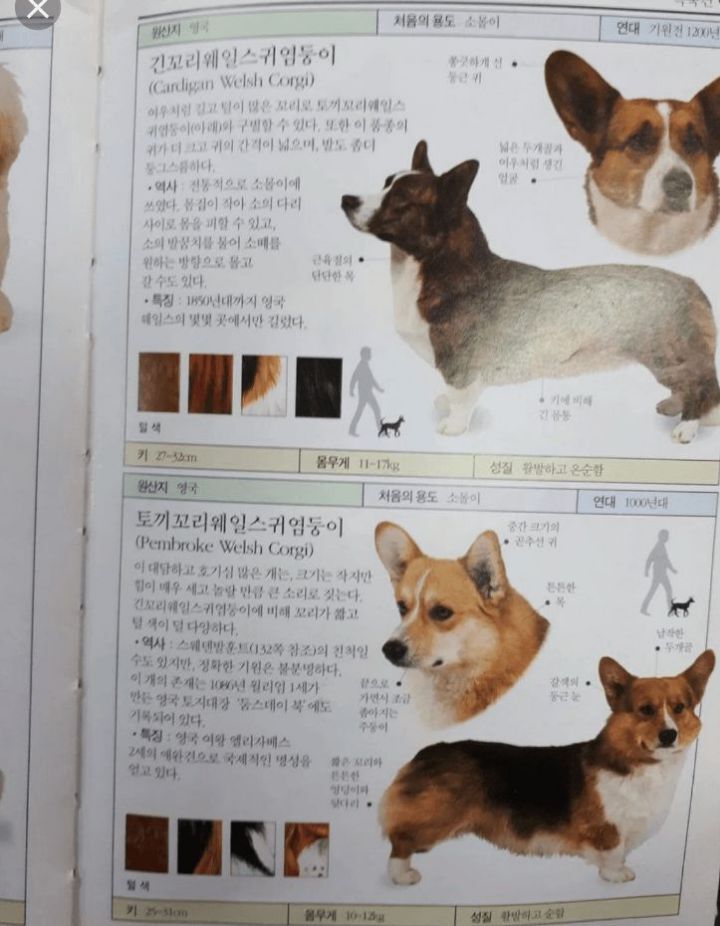 웰시코기의 한국어 명칭.jpg | 인스티즈