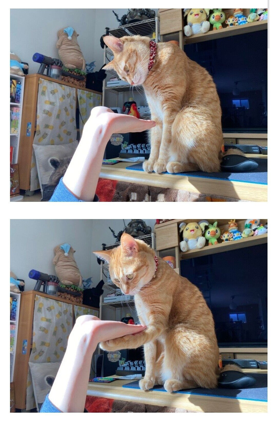 고양이에게 손을 달라고 해보았다 | 인스티즈