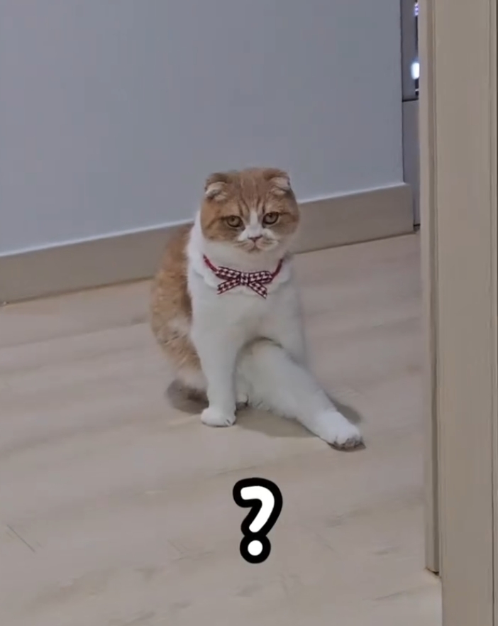 다리 깁스한 집사 약올리는 고양이 | 인스티즈