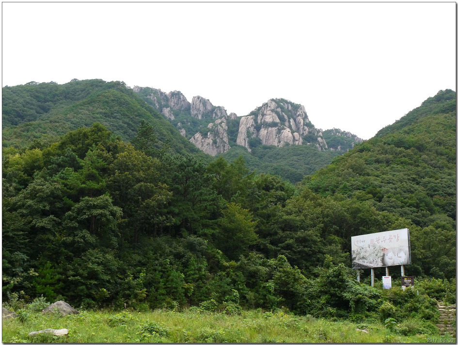 돼지33 이미지