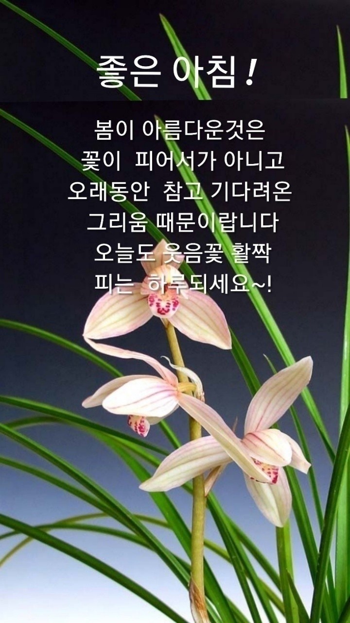 다다플러스 이미지