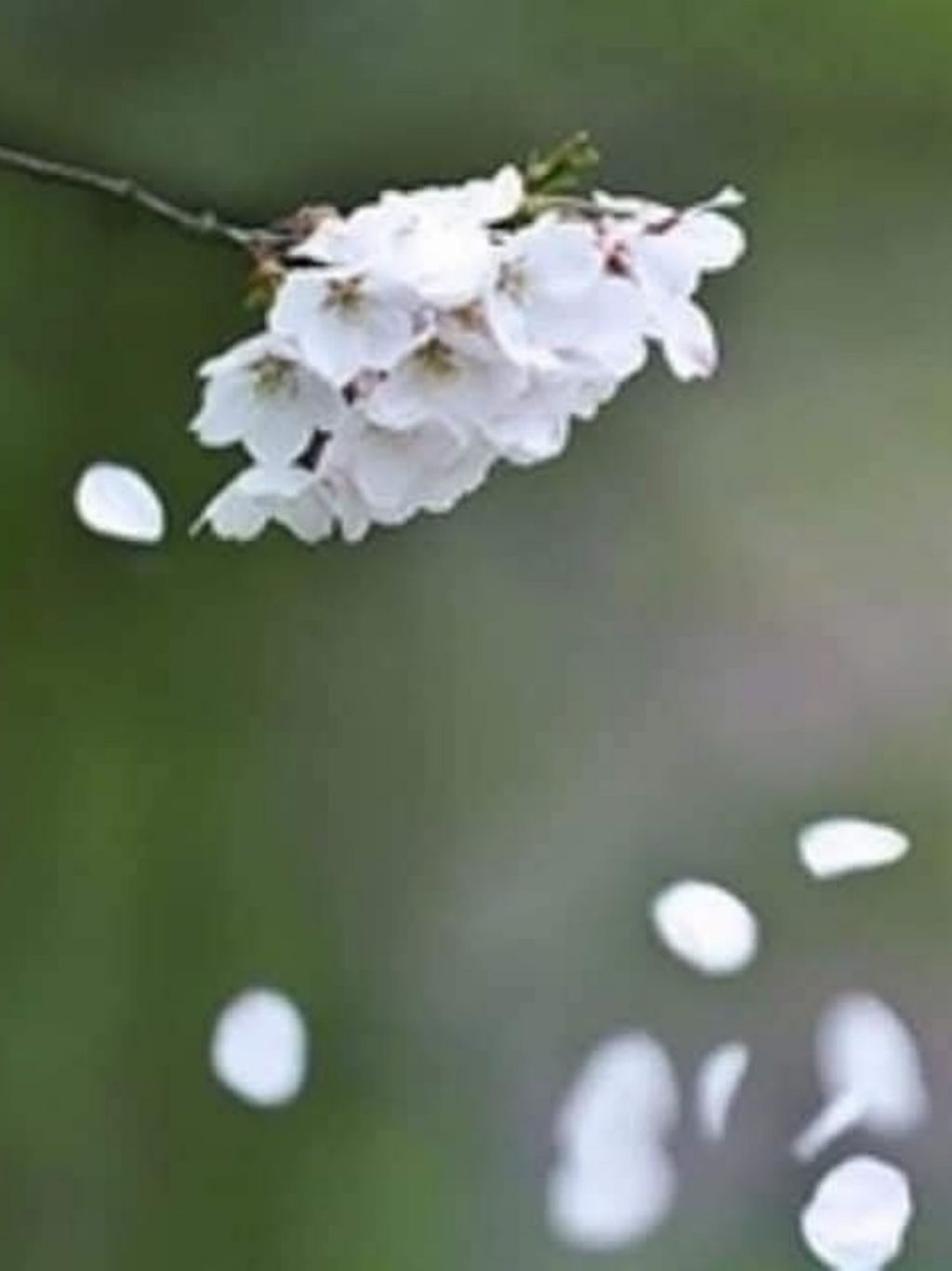 꽃잎 이미지