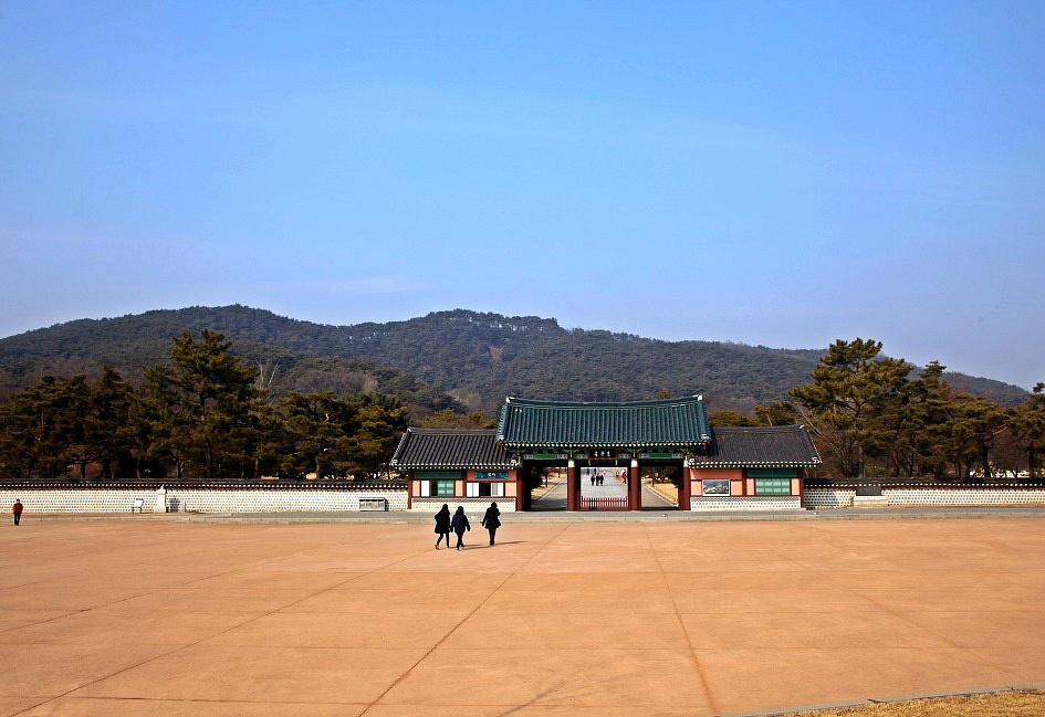 소나무 숲길 이미지
