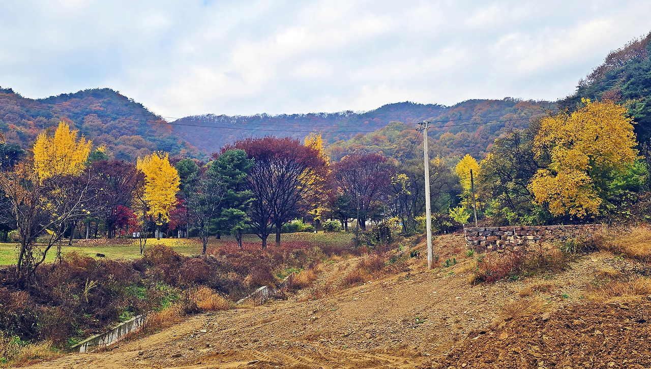 단풍 이미지