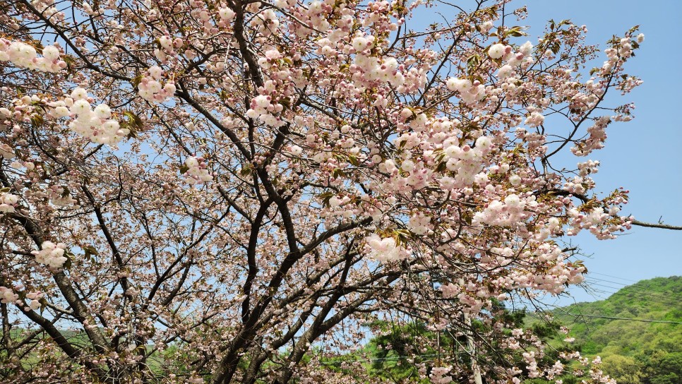 조화불교사 이미지