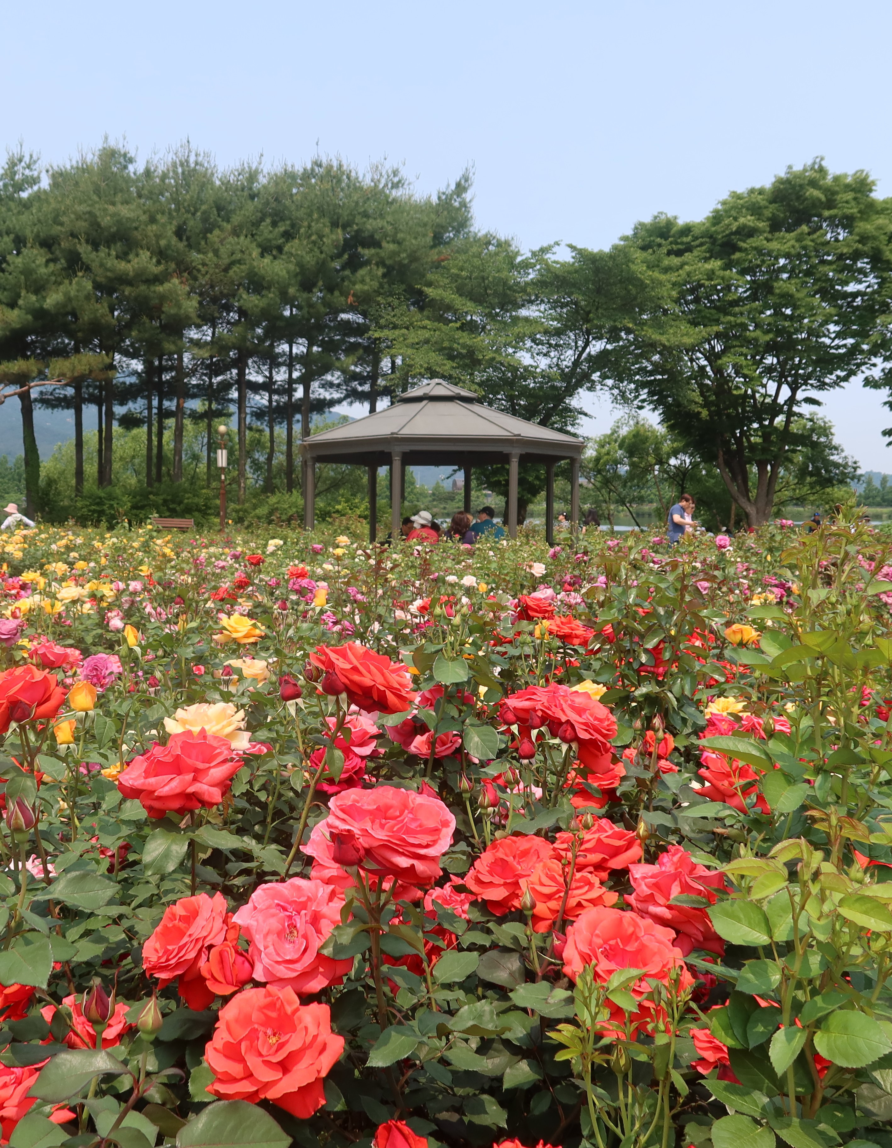 장미원 이미지