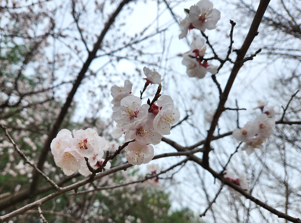 만인산 이미지