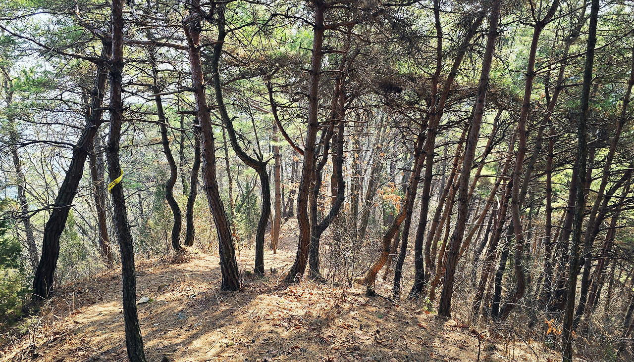 성치산 이미지