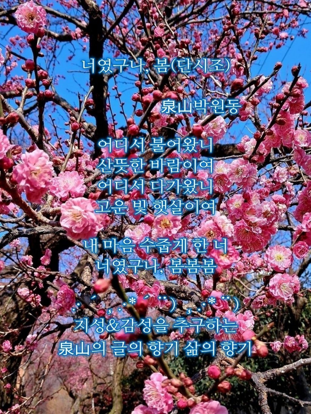 봄봄봄 이미지