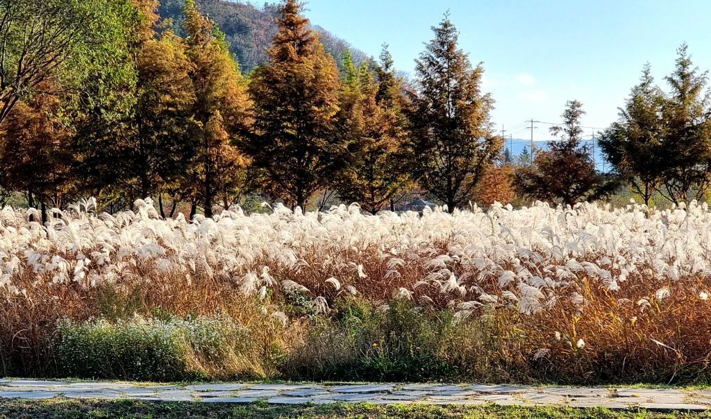 양구펀치볼사과 이미지