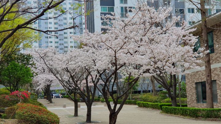 벚꽃에눈이내리면 이미지