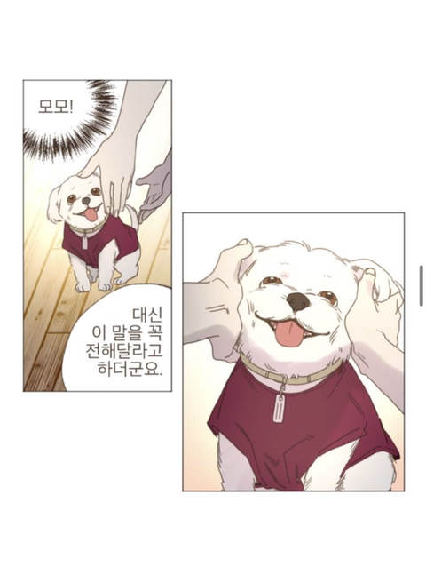무지개다리 건넌 우리 강아지가 꿈에 나왔는데 저한테 하고 싶은 말이 있대요 | 인스티즈