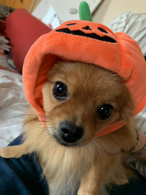 태령 이미지