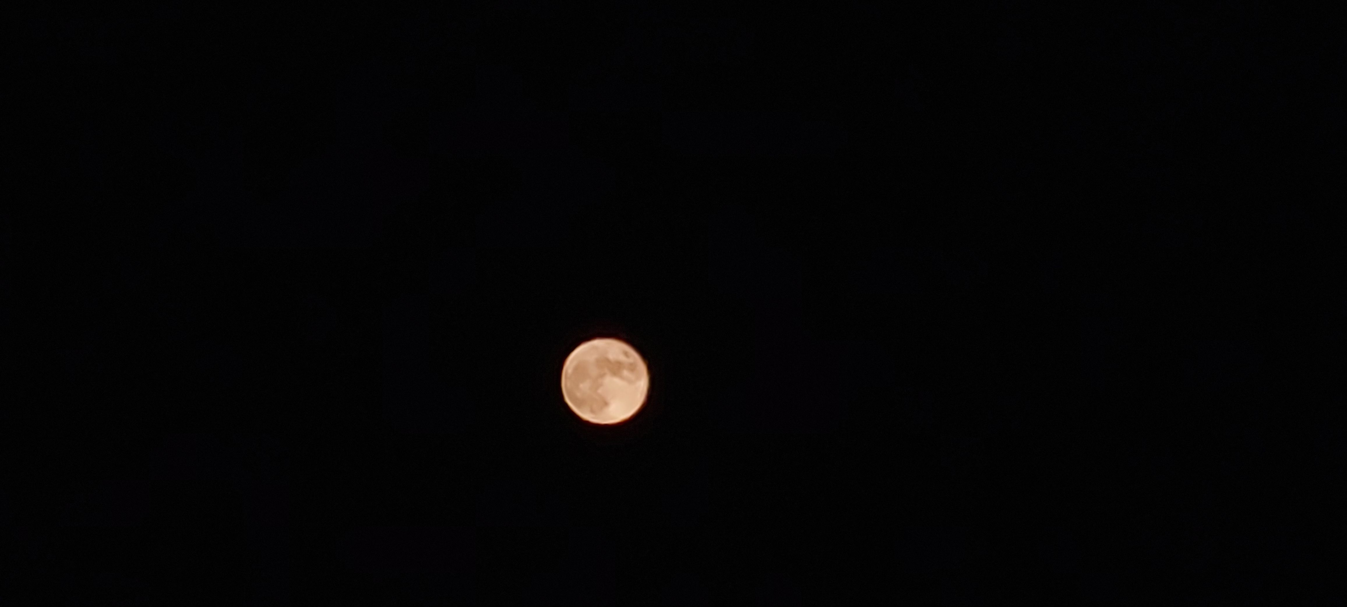 꽃님 이미지