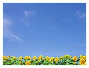 해바라기 이미지