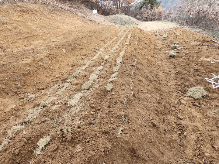 봉화잔디 이미지