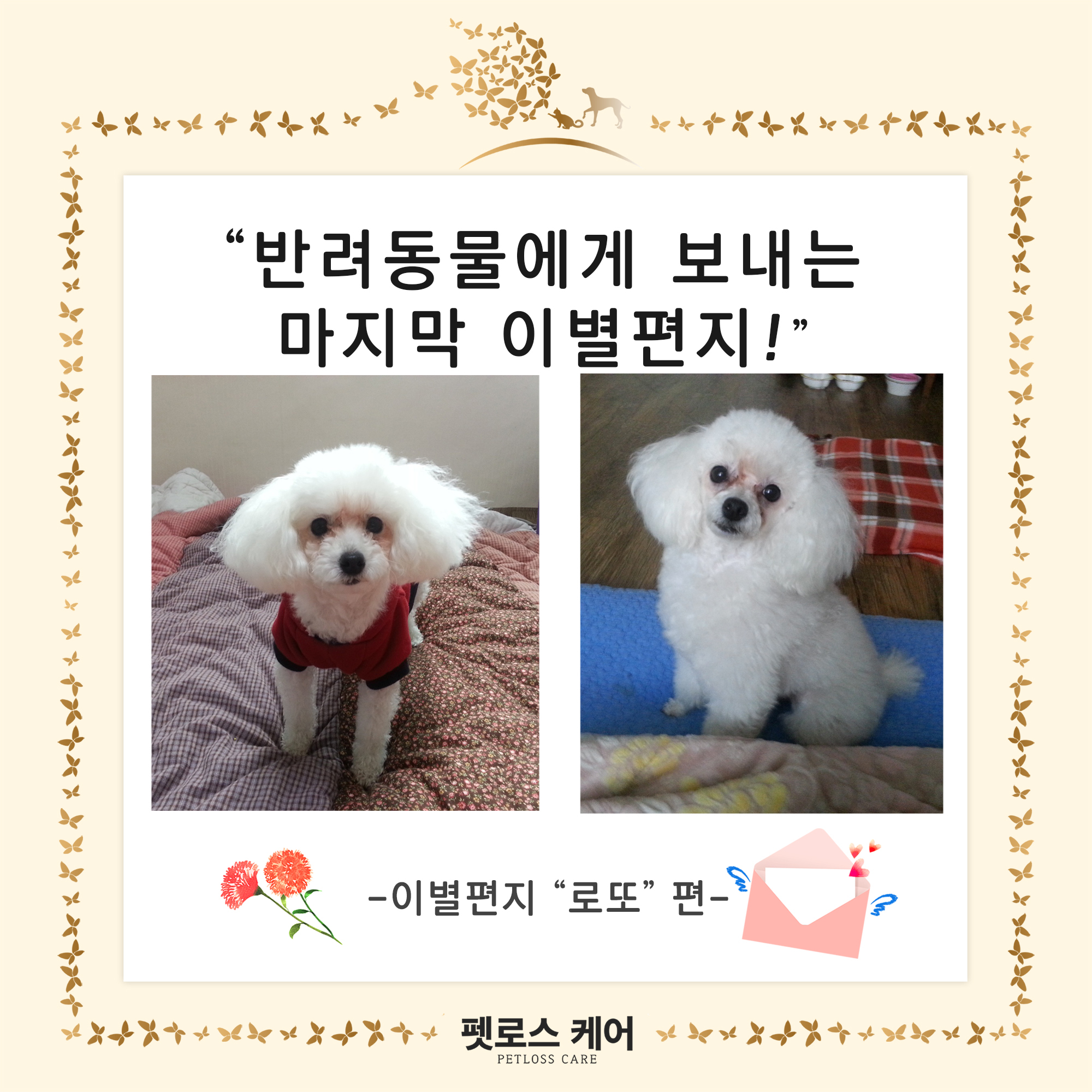로또케어 이미지