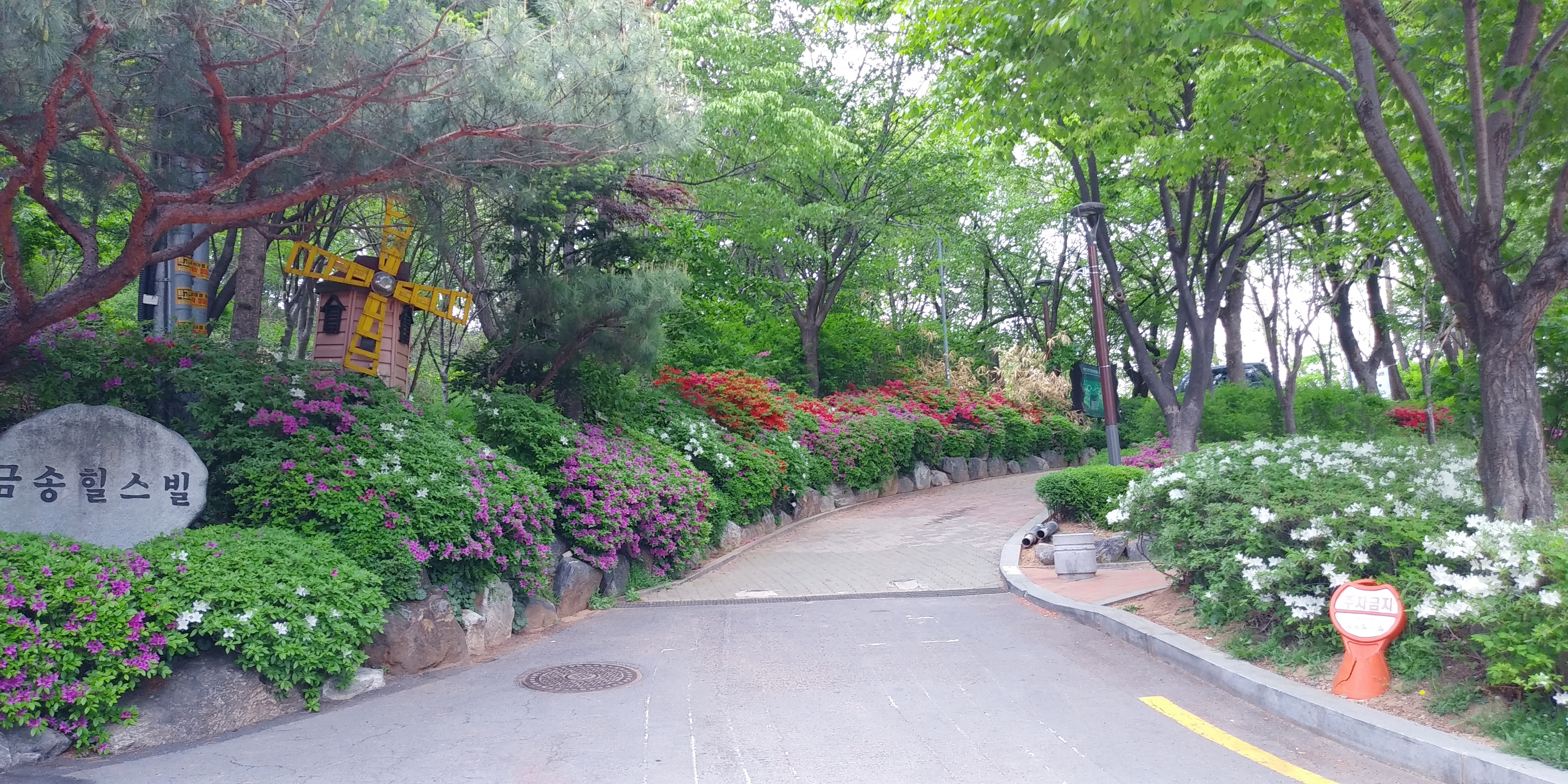 금송 이미지