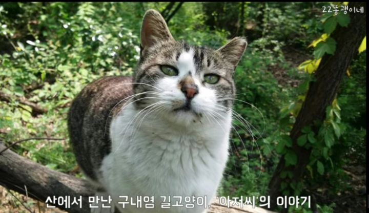 산냥이시절과 집냥이시절이 완전 다른 고양이 | 인스티즈