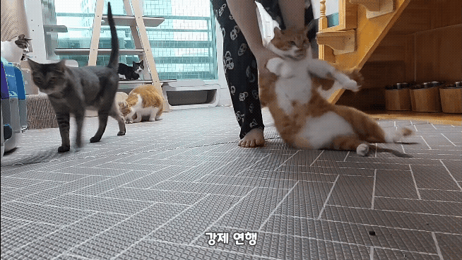 [똥괭이네] 무던한 고양이.gif | 인스티즈