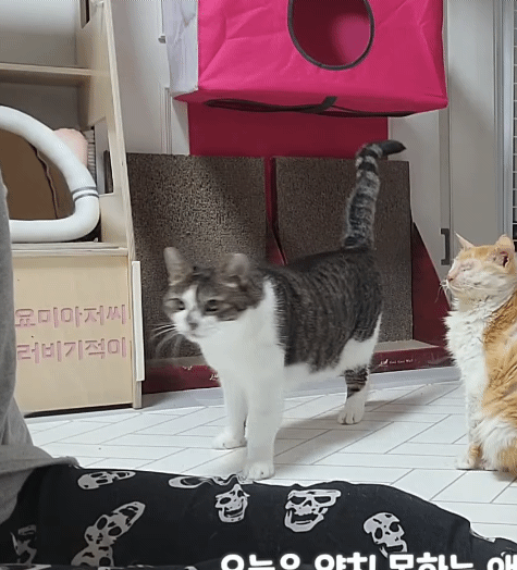 산냥이시절과 집냥이시절이 완전 다른 고양이 | 인스티즈