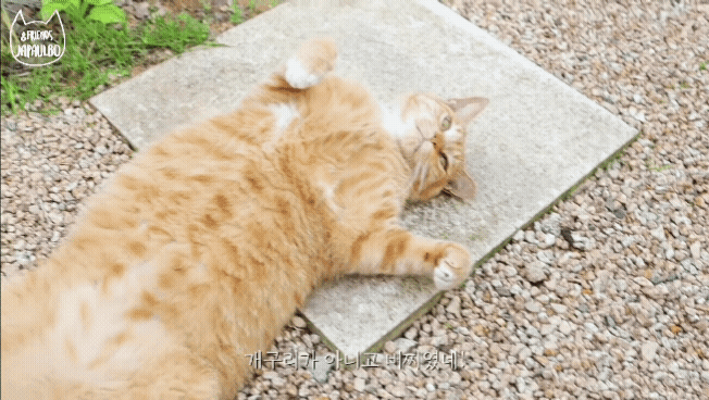 대낮부터 한 잔 걸친 고양이.gif | 인스티즈